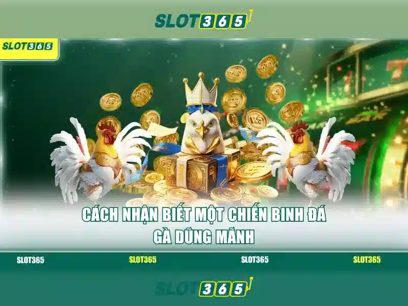 Slot365: Nền tảng khe cắm hàng đầu